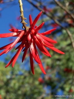 Puerto de La Cruz. Botanical garden. Coral tree (Erythrina americana)
