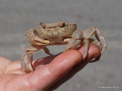 Agios Pavlos. Freshwater Crab (Potamon potamios)