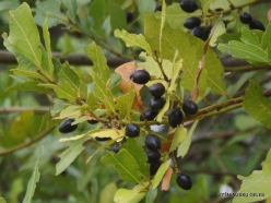 Agios Thomas. Fruits of laurel (Laurus nobilis)