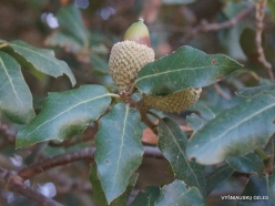 Amari. Holm oak (Quercus ilex) (3)