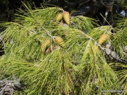 Knossos. Turkish pine (Pinus brutia) (2)
