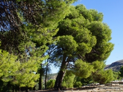 Knossos. Turkish pine (Pinus brutia) (4)
