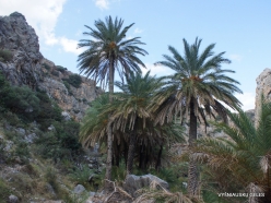 Preveli gorge. Cretan Date Palm (Phoenix theophrasti) (4)