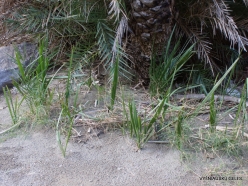 Preveli gorge. Cretan Date Palm (Phoenix theophrasti) seedlings.