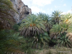 Preveli gorge. Cretan Date Palm (Phoenix theophrasti)