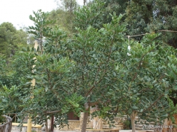 Spilia. Carob tree (Ceratonia siliqua) (2)