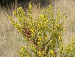Triopetra . Woody fleabane (Dittrichia viscosa ssp.angustifolia)