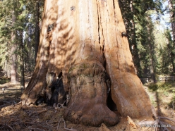 Kings Canyon National Park. Giant sequoia (Sequoiadendron giganteum) (5)