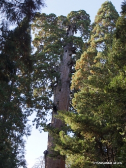 Kings Canyon National Park. Giant sequoia (Sequoiadendron giganteum). “General Grant Tree“ – the second largest tree in the world (5)