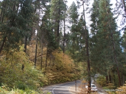 Sequoia National Park (1)