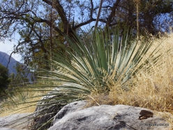 Sequoia National Park. Chaparral yucca (Hesperoyucca whipplei) (1)