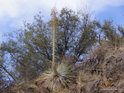 Sequoia National Park. Chaparral yucca (Hesperoyucca whipplei) (10)