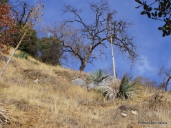 Sequoia National Park. Chaparral yucca (Hesperoyucca whipplei) (2)
