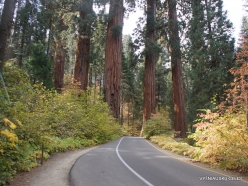 Sequoia National Park. Giant sequoia (Sequoiadendron giganteum) (10)