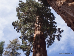 Sequoia National Park. Giant sequoia (Sequoiadendron giganteum) (11)