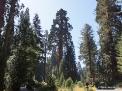 Sequoia National Park. Giant sequoia (Sequoiadendron giganteum) (15)