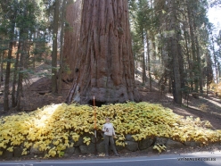 Sequoia National Park. Giant sequoia (Sequoiadendron giganteum) (16)