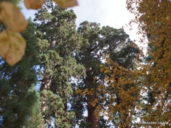 Sequoia National Park. Giant sequoia (Sequoiadendron giganteum) (2)