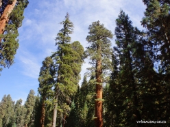 Sequoia National Park. Giant sequoia (Sequoiadendron giganteum) (20)