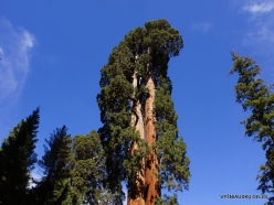 Sequoia National Park. Giant sequoia (Sequoiadendron giganteum) (23)