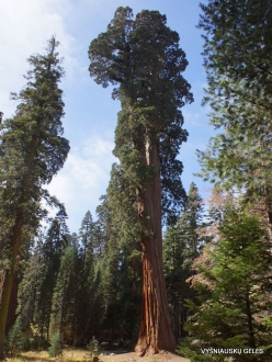 Sequoia National Park. Giant sequoia (Sequoiadendron giganteum) (26)