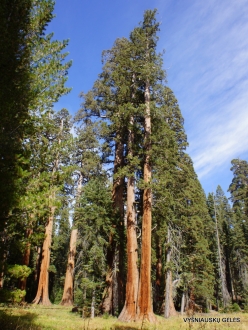 Sequoia National Park. Giant sequoia (Sequoiadendron giganteum) (34)