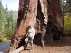 Sequoia National Park. Giant sequoia (Sequoiadendron giganteum) (7)