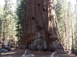 Sequoia National Park. Giant sequoia (Sequoiadendron giganteum). “General Sherman Tree“ – the largest tree in the world (5)