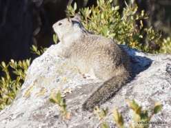 Yosemite National Park. Glacier Point. California ground squirrel (Otospermophilus beecheyi) (5)