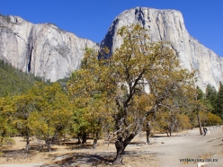 Yosemite National Park. Yosemite Valley. California black oak (Quercus kelloggii)