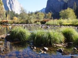 Yosemite National Park. Yosemite Valley. Merced river. Sedge (Carex sp.) (3)