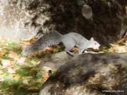 Yosemite National Park. Yosemite Valley. Western gray squirrel (Sciurus griseus) (2)