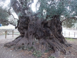 Kavoussi. Azorias ancient Olive tree (Olea europaea). Age more than 3200 years (3)