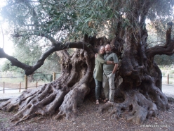 Kavoussi. Azorias ancient Olive tree (Olea europaea). Age more than 3200 years (5)