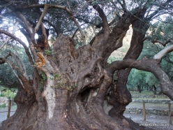 Kavoussi. Azorias ancient Olive tree (Olea europaea). Age more than 3200 years (7)