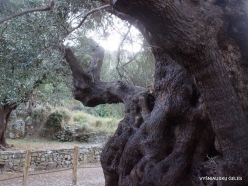 Kavoussi. Azorias ancient Olive tree (Olea europaea). Age more than 3200 years (8)