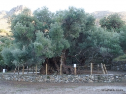 Kavoussi. Azorias ancient Olive tree (Olea europaea). Age more than 3200 years