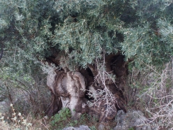 Kavoussi. Other very old Olive tree (Olea europaea)