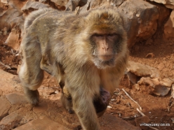 Neapoli. Amazonas Park. Barbary macaque (Macaca sylvanus) (2)