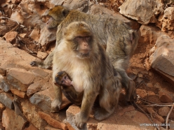 Neapoli. Amazonas Park. Barbary macaque (Macaca sylvanus) (3)
