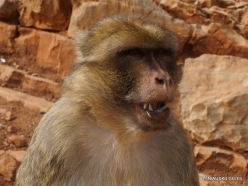 Neapoli. Amazonas Park. Barbary macaque (Macaca sylvanus) (4)