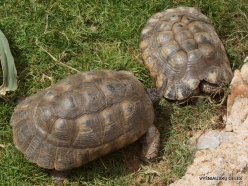 Neapoli. Amazonas Park. Eastern Hermann's tortoise (Testudo hermanni (2)
