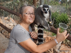 Neapoli. Amazonas Park. Ring-tailed lemur (Lemur catta) (4)