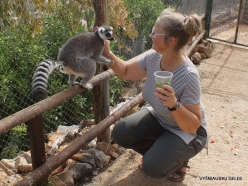 Neapoli. Amazonas Park. Ring-tailed lemur (Lemur catta) (5)