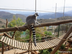 Neapoli. Amazonas Park. Ring-tailed lemur (Lemur catta) (8)