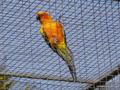 Neapoli. Amazonas Park. Sun parakeet (Aratinga solstitialis)