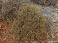 Near Fourni. Greek spiny spurge (Euphorbia acanthothamnos) (2)