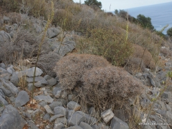 Near Fourni. Greek spiny spurge (Euphorbia acanthothamnos) (3)
