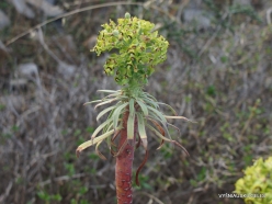 Near Fourni. Large Mediterranean spurge (Euphorbia characias) (2)