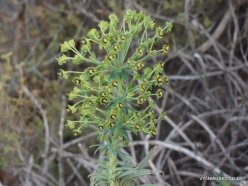 Near Fourni. Large Mediterranean spurge (Euphorbia characias) (4)